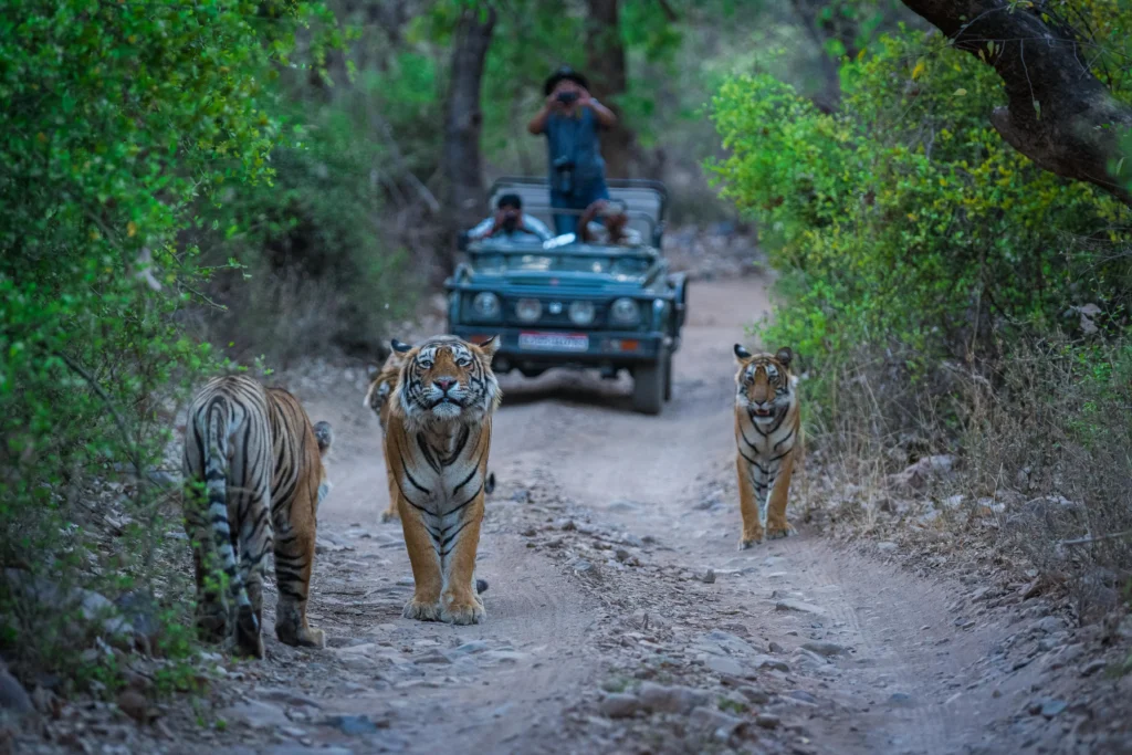 How to plan a trip to Sariska?