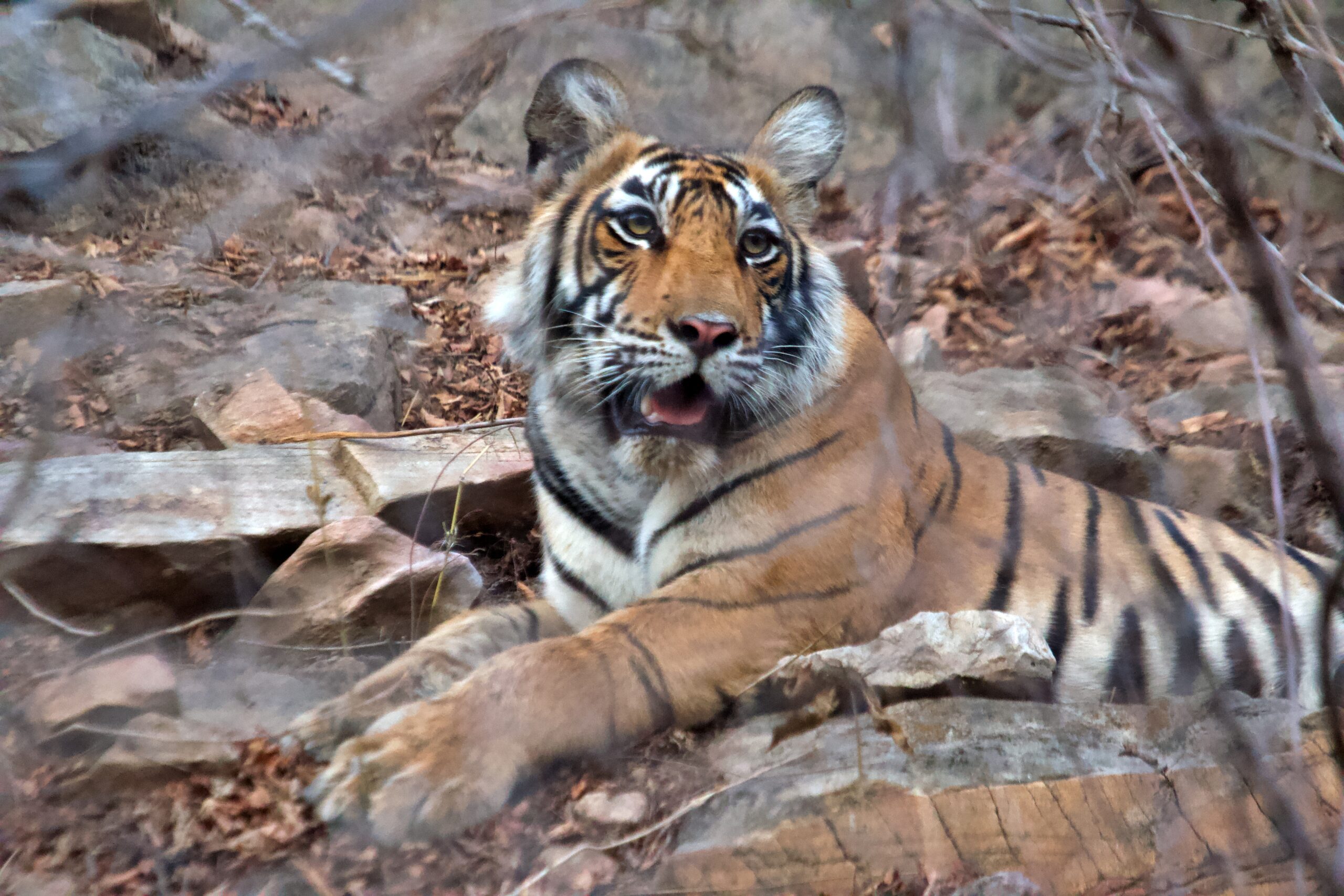 Tiger